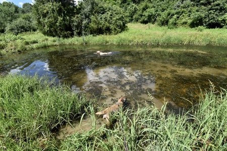 92 Acres for Sale in Crofton, Ky | Tillable Farm, Hunting Propert - image 23