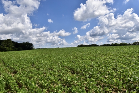 92 Acres for Sale in Crofton, Ky | Tillable Farm, Hunting Propert - image 17