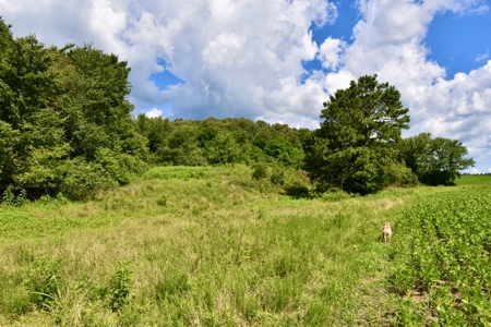 92 Acres for Sale in Crofton, Ky | Tillable Farm, Hunting Propert - image 18