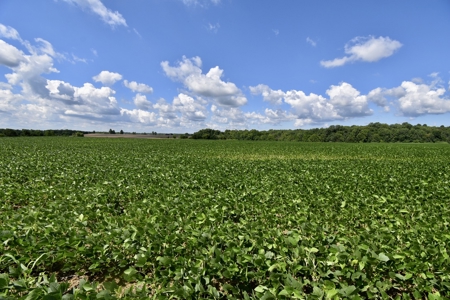 92 Acres for Sale in Crofton, Ky | Tillable Farm, Hunting Propert - image 3