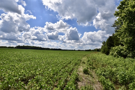 92 Acres for Sale in Crofton, Ky | Tillable Farm, Hunting Propert - image 13