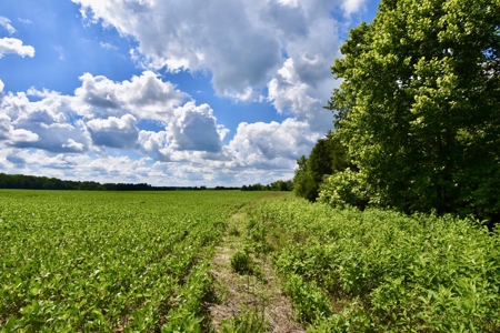 92 Acres for Sale in Crofton, Ky | Tillable Farm, Hunting Propert - image 12