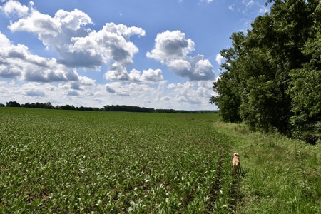 92 Acres for Sale in Crofton, Ky | Tillable Farm, Hunting Propert - image 6
