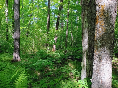 74 ± Acres of Hardwood Timber & Hunting Land in Glidden, WI - image 13