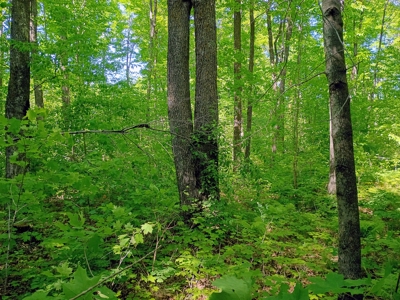 74 ± Acres of Hardwood Timber & Hunting Land in Glidden, WI - image 11