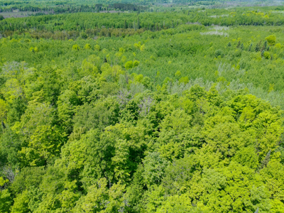 74 ± Acres of Hardwood Timber & Hunting Land in Glidden, WI - image 6