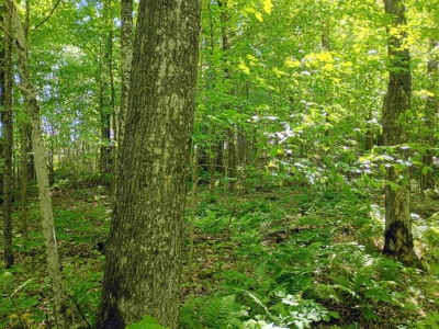 74 ± Acres of Hardwood Timber & Hunting Land in Glidden, WI - image 14