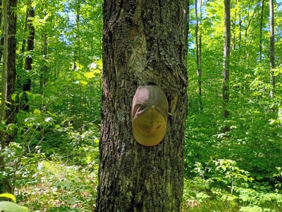 74 ± Acres of Hardwood Timber & Hunting Land in Glidden, WI - image 12