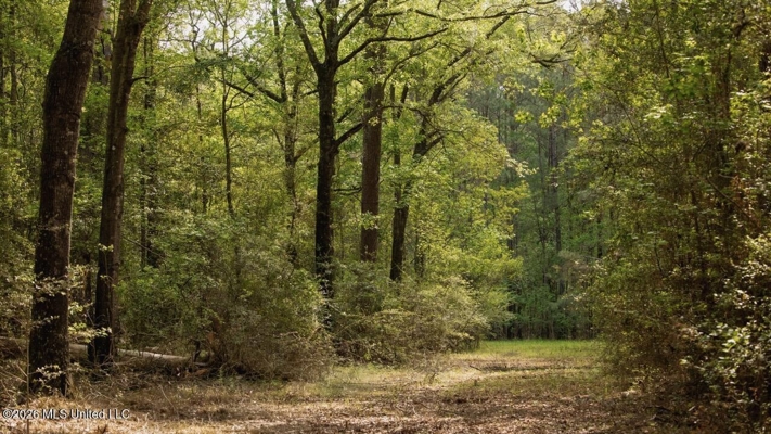 958± Acre High-Fence Ranch in Oakdale, Louisiana
