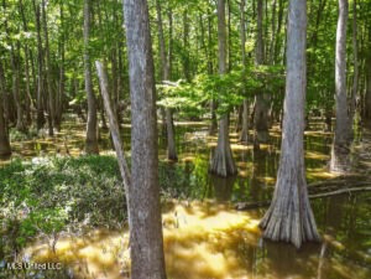 Jefferson County, MS Hunting Club Ownership Share