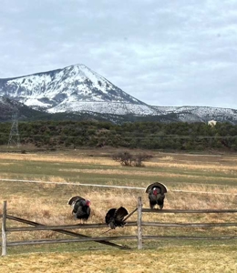 Elk Vista Ranch: Mountain Home & Acreage For Sale in Paonia, CO - image 48