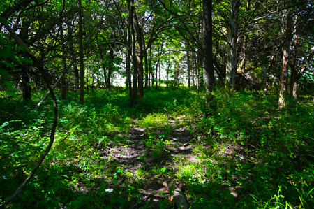 Country Home for Sale in Wheatland, Missouri - image 39