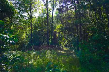 Country Home for Sale in Wheatland, Missouri - image 38