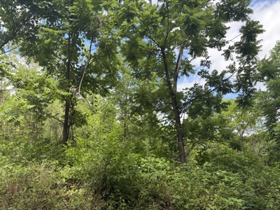 Buildable Lot in Birch Tree Missouri | Missouri Ozarks - image 10