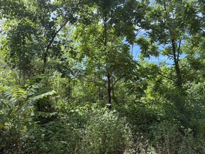 Buildable Lot in Birch Tree Missouri | Missouri Ozarks - image 9