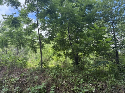 Buildable Lot in Birch Tree Missouri | Missouri Ozarks - image 11