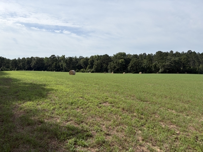 East Texas Land For Sale in McLeod, Texas - image 4
