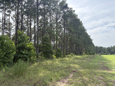East Texas Land For Sale in McLeod, Texas - image 5
