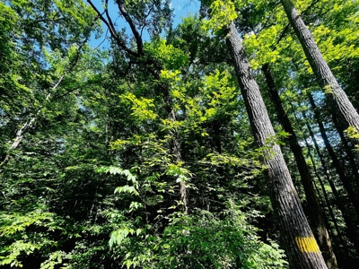 Creek, Hardwood, & a Yurt Near the Tennessee River For Sale - image 6