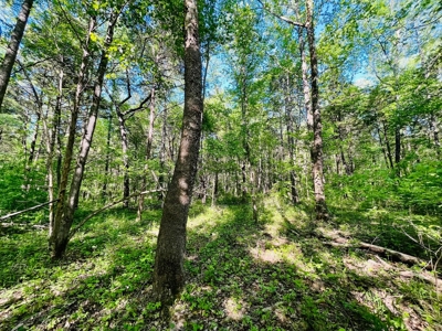 Creek, Hardwood, & a Yurt Near the Tennessee River For Sale - image 29