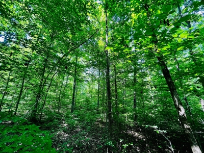 Creek, Hardwood, & a Yurt Near the Tennessee River For Sale - image 41