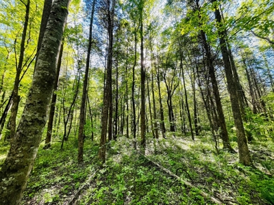 Creek, Hardwood, & a Yurt Near the Tennessee River For Sale - image 18
