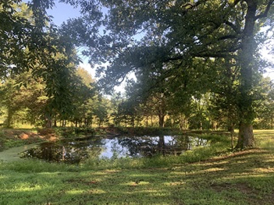 New Construction!  Two Bedroom One Bath on Gorgeous 2.2 Acres! - image 2