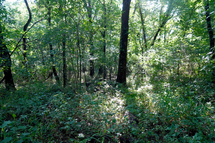 No Caption