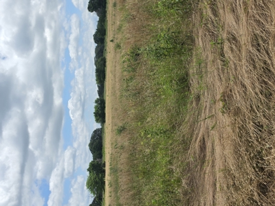 104+/- Acres Of Prime Farmland For Sale - image 14
