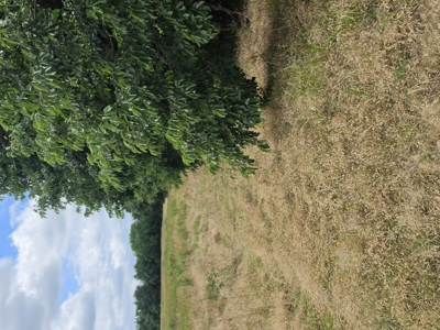 104+/- Acres Of Prime Farmland For Sale - image 16