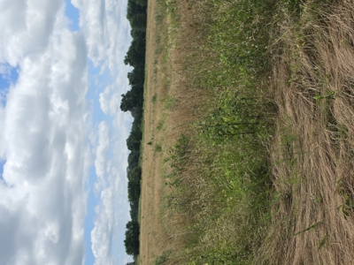 104+/- Acres Of Prime Farmland For Sale - image 17