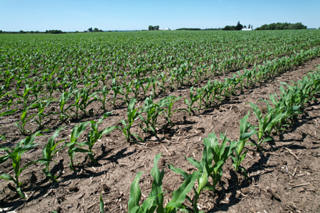 Marshall County Farmland Auction - image 31