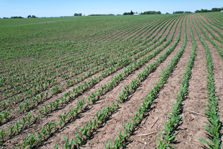 Marshall County Farmland Auction - image 20