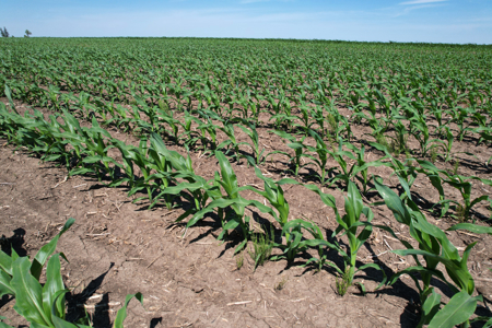 Marshall County Farmland Auction - image 30