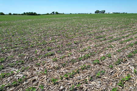 Marshall County Farmland Auction - image 7