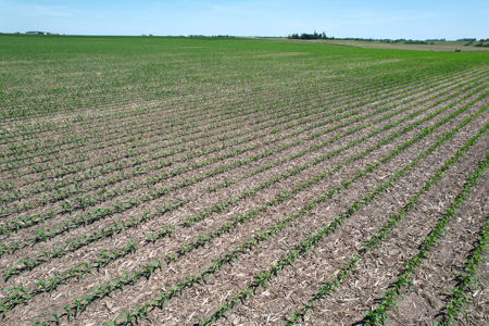 Marshall County Farmland Auction - image 29