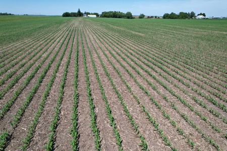Marshall County Farmland Auction - image 4