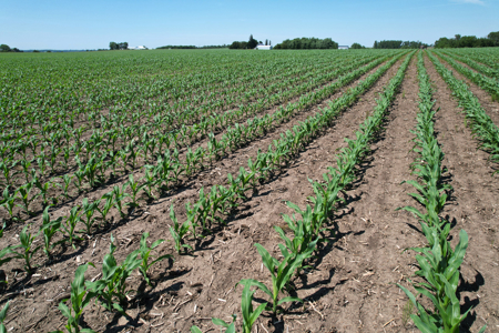 Marshall County Farmland Auction - image 8