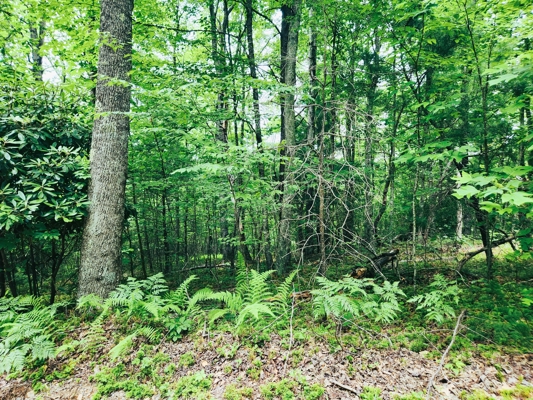 Building Site for Sale in Vesta VA
