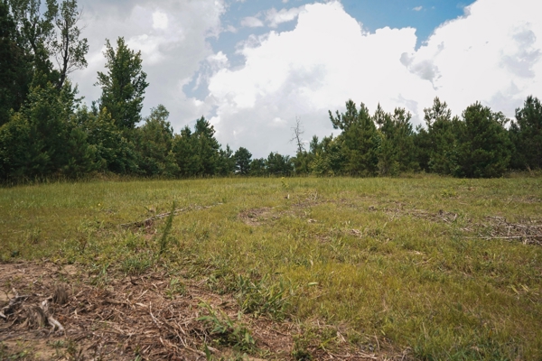 Weston 53 – Timber & Hunting Land in Louisiana