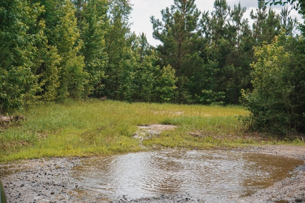 Weston 53 – Timber & Hunting Land in Louisiana