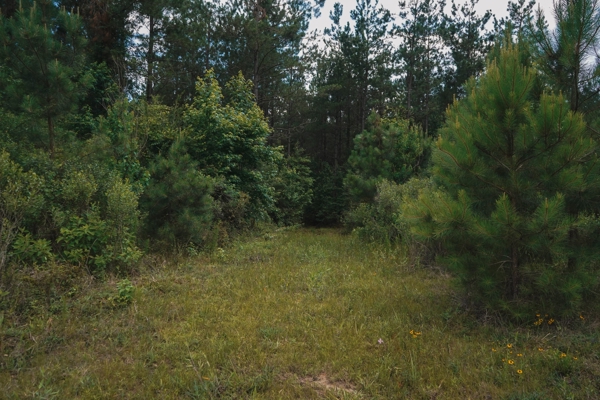 Weston 53 – Timber & Hunting Land in Louisiana