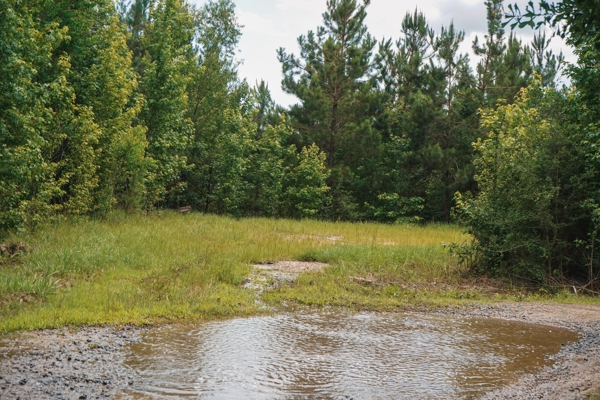 Weston 53 – Timber & Hunting Land in Louisiana