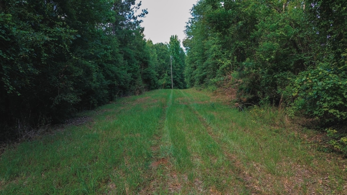 Weston 53 – Timber & Hunting Land in Louisiana
