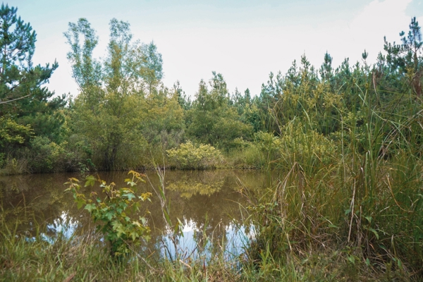 Weston 53 – Timber & Hunting Land in Louisiana