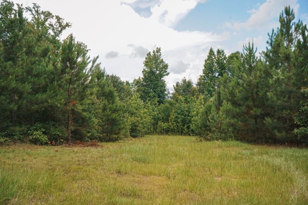 Weston 53 – Timber & Hunting Land in Louisiana
