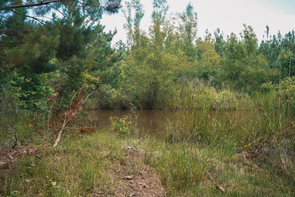 Weston 53 – Timber & Hunting Land in Louisiana