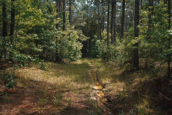 Weston 53 – Timber & Hunting Land in Louisiana