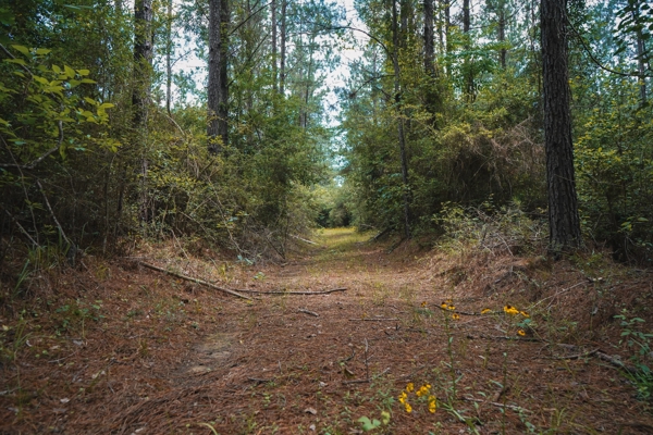 Weston 53 – Timber & Hunting Land in Louisiana