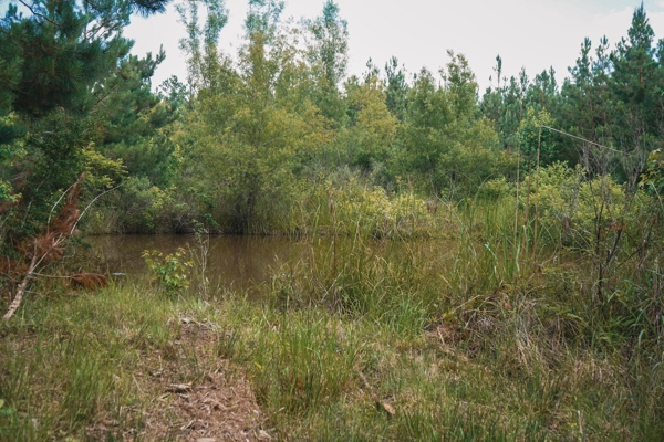 Weston 53 – Timber & Hunting Land in Louisiana